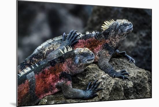 Galapagos Islands, Ecuador, Floreana Island. Red Marine Iguana Pals-Mark Williford-Mounted Photographic Print