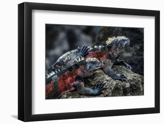 Galapagos Islands, Ecuador, Floreana Island. Red Marine Iguana Pals-Mark Williford-Framed Photographic Print