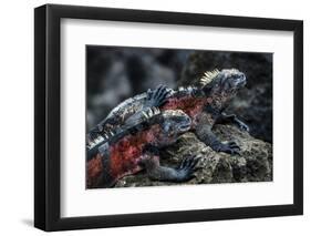 Galapagos Islands, Ecuador, Floreana Island. Red Marine Iguana Pals-Mark Williford-Framed Photographic Print