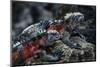 Galapagos Islands, Ecuador, Floreana Island. Red Marine Iguana Pals-Mark Williford-Mounted Photographic Print