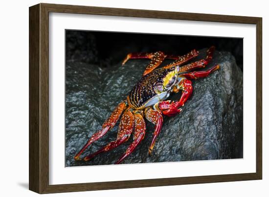 Galapagos Islands, Ecuador, Floreana Island. Sally Lightfoot Close-Up-Mark Williford-Framed Photographic Print