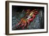 Galapagos Islands, Ecuador, Floreana Island. Sally Lightfoot Close-Up-Mark Williford-Framed Photographic Print