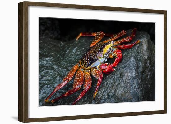 Galapagos Islands, Ecuador, Floreana Island. Sally Lightfoot Close-Up-Mark Williford-Framed Photographic Print