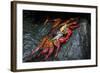 Galapagos Islands, Ecuador, Floreana Island. Sally Lightfoot Close-Up-Mark Williford-Framed Photographic Print