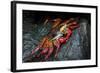 Galapagos Islands, Ecuador, Floreana Island. Sally Lightfoot Close-Up-Mark Williford-Framed Photographic Print