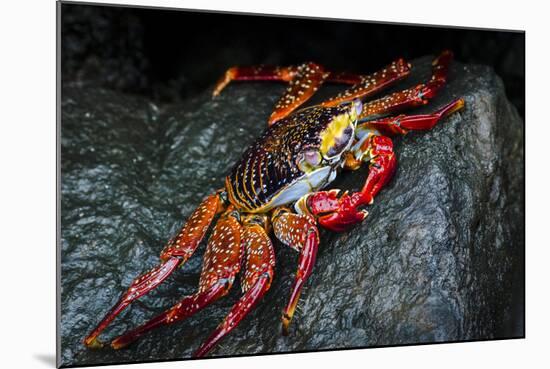 Galapagos Islands, Ecuador, Floreana Island. Sally Lightfoot Close-Up-Mark Williford-Mounted Photographic Print