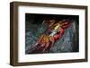 Galapagos Islands, Ecuador, Floreana Island. Sally Lightfoot Close-Up-Mark Williford-Framed Photographic Print