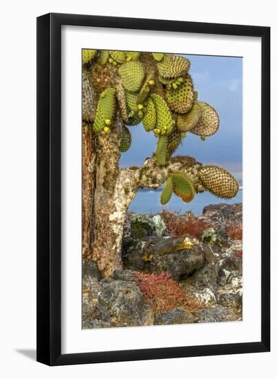 Galapagos Islands, Ecuador, Galapagos land iguana-Art Wolfe-Framed Photographic Print