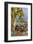 Galapagos Islands, Ecuador, Galapagos land iguana-Art Wolfe-Framed Photographic Print