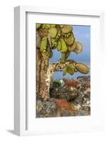 Galapagos Islands, Ecuador, Galapagos land iguana-Art Wolfe-Framed Photographic Print