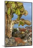 Galapagos Islands, Ecuador, Galapagos land iguana-Art Wolfe-Mounted Photographic Print