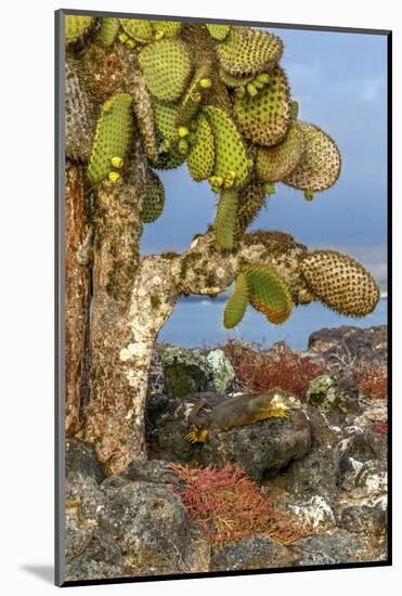 Galapagos Islands, Ecuador, Galapagos land iguana-Art Wolfe-Mounted Photographic Print