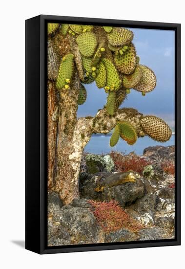 Galapagos Islands, Ecuador, Galapagos land iguana-Art Wolfe-Framed Stretched Canvas