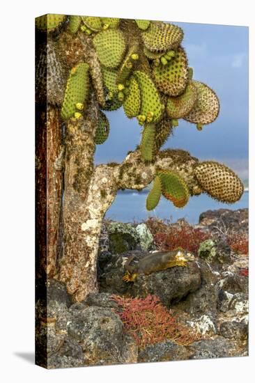 Galapagos Islands, Ecuador, Galapagos land iguana-Art Wolfe-Stretched Canvas