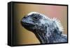 Galapagos Islands, Ecuador. Santa Cruz Island. Juvenile Marine Iguana-Mark Williford-Framed Stretched Canvas