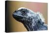 Galapagos Islands, Ecuador. Santa Cruz Island. Juvenile Marine Iguana-Mark Williford-Stretched Canvas