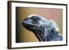 Galapagos Islands, Ecuador. Santa Cruz Island. Juvenile Marine Iguana-Mark Williford-Framed Photographic Print