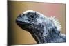 Galapagos Islands, Ecuador. Santa Cruz Island. Juvenile Marine Iguana-Mark Williford-Mounted Photographic Print