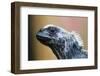 Galapagos Islands, Ecuador. Santa Cruz Island. Juvenile Marine Iguana-Mark Williford-Framed Photographic Print