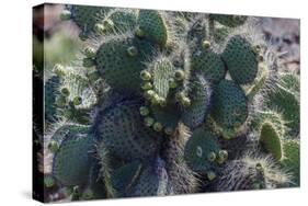 Galapagos Islands, Ecuador. Santa Cruz Island. Prickly-Pear Cactus-Mark Williford-Stretched Canvas
