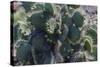 Galapagos Islands, Ecuador. Santa Cruz Island. Prickly-Pear Cactus-Mark Williford-Stretched Canvas