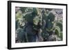 Galapagos Islands, Ecuador. Santa Cruz Island. Prickly-Pear Cactus-Mark Williford-Framed Photographic Print