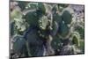 Galapagos Islands, Ecuador. Santa Cruz Island. Prickly-Pear Cactus-Mark Williford-Mounted Photographic Print