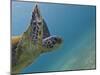 Galapagos Islands, Ecuador-Karine Aigner-Mounted Photographic Print