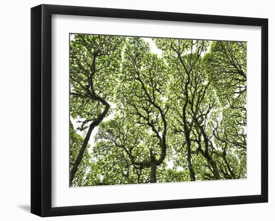 Galapagos Islands, Ecuador-Karine Aigner-Framed Photographic Print