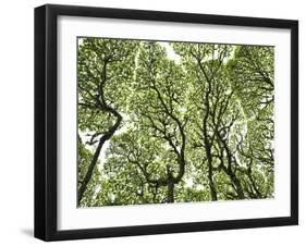 Galapagos Islands, Ecuador-Karine Aigner-Framed Photographic Print