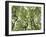 Galapagos Islands, Ecuador-Karine Aigner-Framed Photographic Print