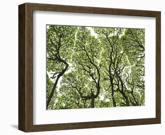 Galapagos Islands, Ecuador-Karine Aigner-Framed Photographic Print