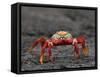 Galapagos Islands, the Bright Sally Lightfoot Crab or Red Lava Crab - on Fernandina Island-Nigel Pavitt-Framed Stretched Canvas