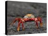 Galapagos Islands, the Bright Sally Lightfoot Crab or Red Lava Crab - on Fernandina Island-Nigel Pavitt-Stretched Canvas