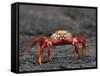 Galapagos Islands, the Bright Sally Lightfoot Crab or Red Lava Crab - on Fernandina Island-Nigel Pavitt-Framed Stretched Canvas