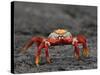 Galapagos Islands, the Bright Sally Lightfoot Crab or Red Lava Crab - on Fernandina Island-Nigel Pavitt-Stretched Canvas