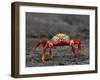 Galapagos Islands, the Bright Sally Lightfoot Crab or Red Lava Crab - on Fernandina Island-Nigel Pavitt-Framed Photographic Print