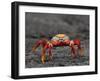 Galapagos Islands, the Bright Sally Lightfoot Crab or Red Lava Crab - on Fernandina Island-Nigel Pavitt-Framed Photographic Print