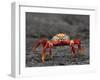 Galapagos Islands, the Bright Sally Lightfoot Crab or Red Lava Crab - on Fernandina Island-Nigel Pavitt-Framed Photographic Print