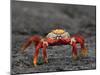 Galapagos Islands, the Bright Sally Lightfoot Crab or Red Lava Crab - on Fernandina Island-Nigel Pavitt-Mounted Photographic Print