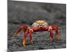 Galapagos Islands, the Bright Sally Lightfoot Crab or Red Lava Crab - on Fernandina Island-Nigel Pavitt-Mounted Photographic Print