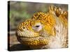 Galapagos Land Iguana, (Conolophus Subcristatus), Galapagos Is, UNESCO World Heritge Site, Ecuador-Michael Nolan-Stretched Canvas