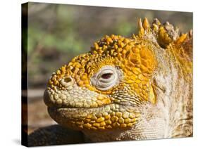 Galapagos Land Iguana, (Conolophus Subcristatus), Galapagos Is, UNESCO World Heritge Site, Ecuador-Michael Nolan-Stretched Canvas