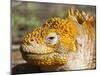 Galapagos Land Iguana, (Conolophus Subcristatus), Galapagos Is, UNESCO World Heritge Site, Ecuador-Michael Nolan-Mounted Photographic Print