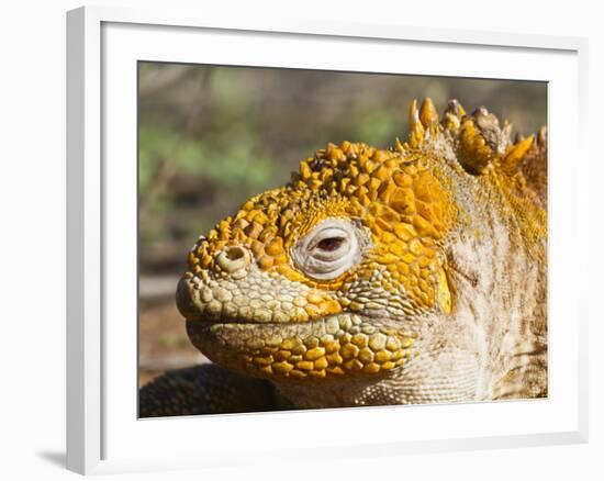 Galapagos Land Iguana, (Conolophus Subcristatus), Galapagos Is, UNESCO World Heritge Site, Ecuador-Michael Nolan-Framed Photographic Print