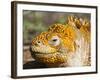 Galapagos Land Iguana, (Conolophus Subcristatus), Galapagos Is, UNESCO World Heritge Site, Ecuador-Michael Nolan-Framed Photographic Print