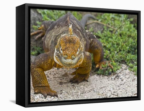 Galapagos Land Iguana (Conolophus Subcristatus), Galapagos Is, UNESCO World Heritge Site, Ecuador-Michael Nolan-Framed Stretched Canvas