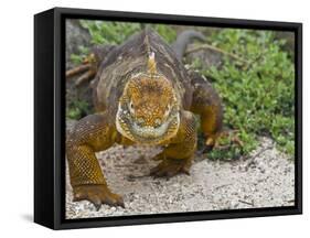 Galapagos Land Iguana (Conolophus Subcristatus), Galapagos Is, UNESCO World Heritge Site, Ecuador-Michael Nolan-Framed Stretched Canvas