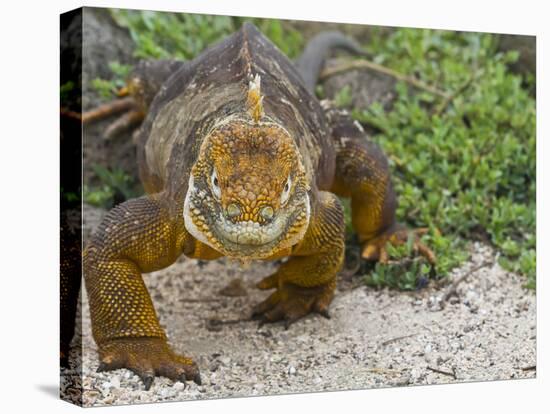 Galapagos Land Iguana (Conolophus Subcristatus), Galapagos Is, UNESCO World Heritge Site, Ecuador-Michael Nolan-Stretched Canvas