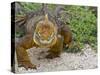 Galapagos Land Iguana (Conolophus Subcristatus), Galapagos Is, UNESCO World Heritge Site, Ecuador-Michael Nolan-Stretched Canvas